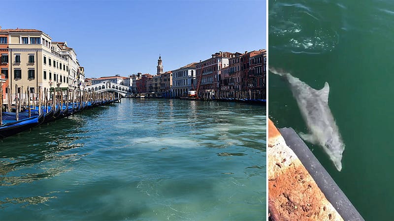 Delfins in Venice